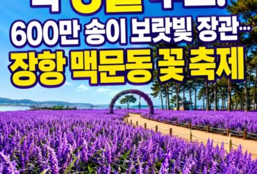 딱 3일 무료! 600만 송이 보랏빛 장관…장항 맥문동 꽃 축제, 무료입장 혜택까지