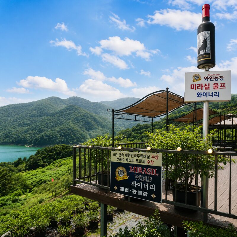 충주호를 내려다보며 즐기는 한국 와인｜미라실 울프 와이너리 직접 다녀온 후기