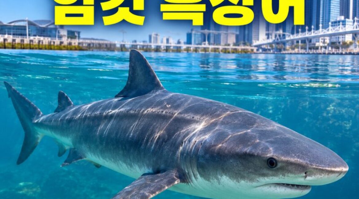 부산 북항 ‘부캉이’ 정체는 암컷 흑상어…흑상어는 어떤 상어일까?