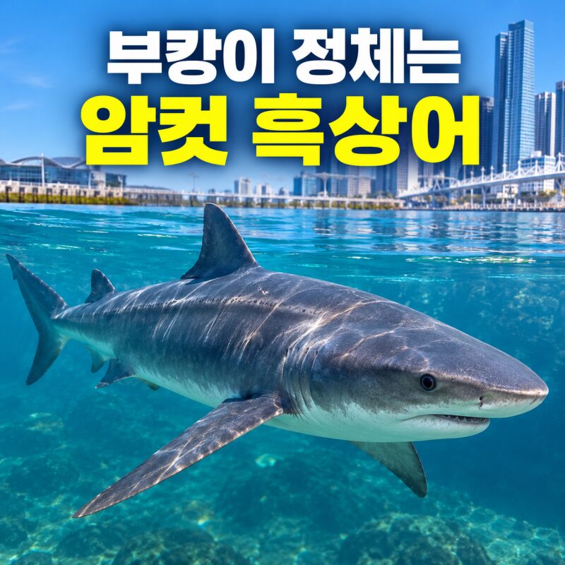 부산 북항 ‘부캉이’ 정체는 암컷 흑상어…흑상어는 어떤 상어일까?