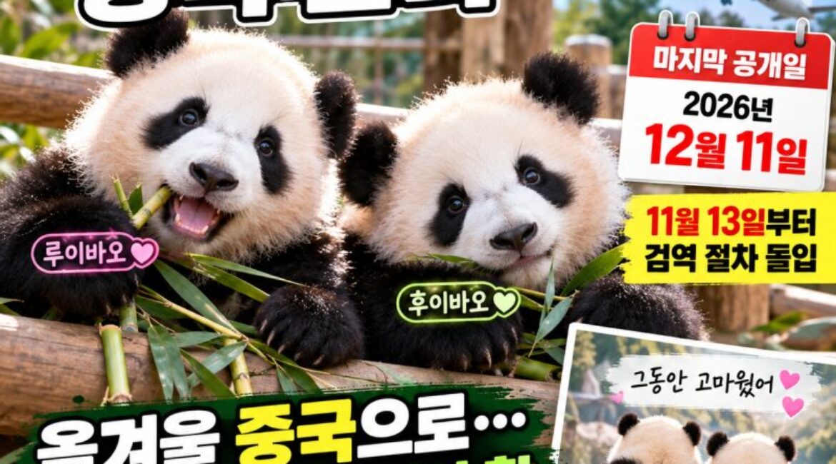 “루이바오·후이바오도 중국 간다”…에버랜드 쌍둥이 판다 마지막 공개 12월 11일! 떠나기 전 꼭 알아야 할 관람 정보