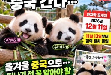 “루이바오·후이바오도 중국 간다”…에버랜드 쌍둥이 판다 마지막 공개 12월 11일! 떠나기 전 꼭 알아야 할 관람 정보