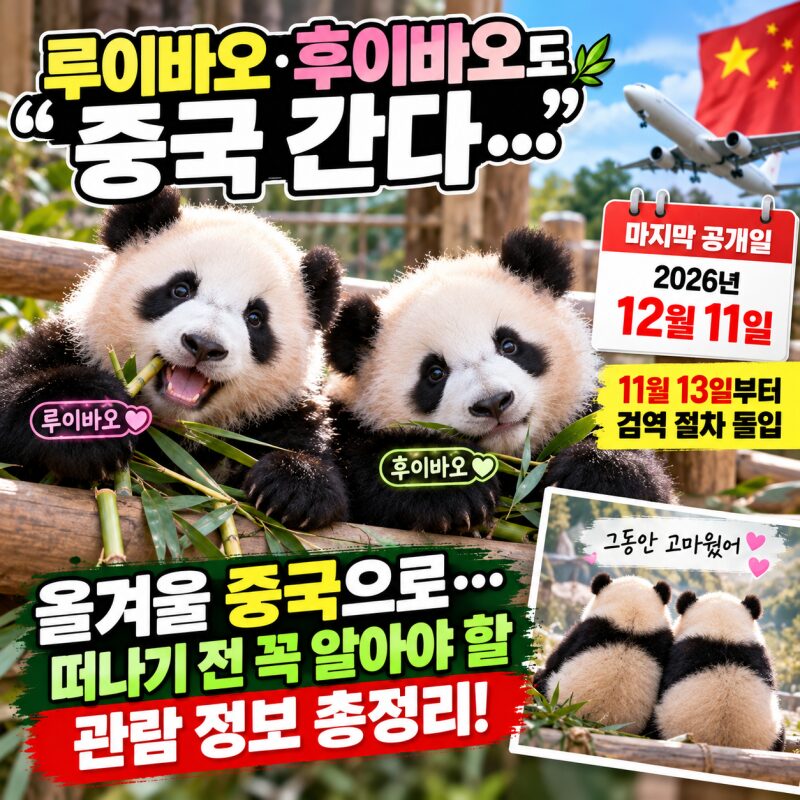 “루이바오·후이바오도 중국 간다”…에버랜드 쌍둥이 판다 마지막 공개 12월 11일! 떠나기 전 꼭 알아야 할 관람 정보